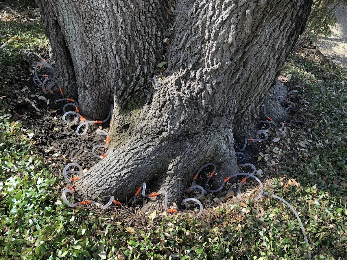 Detailed Tree Cabling and Bracing job site in Hill City